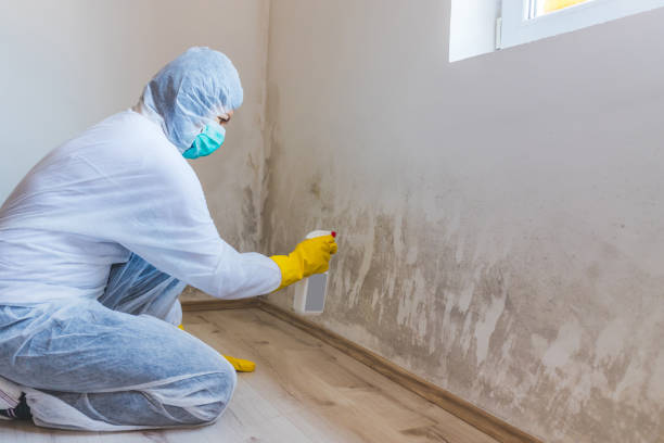 Licensed Mold Remediation service in Greenville, MI - 24 Hour Mold Removal